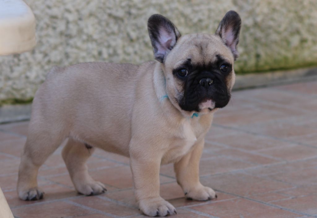 chiot étoile et ivan