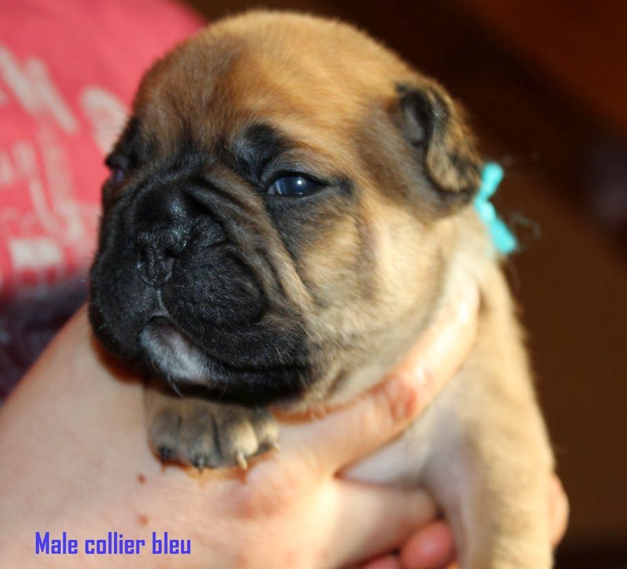 chiot étoile et excalibur