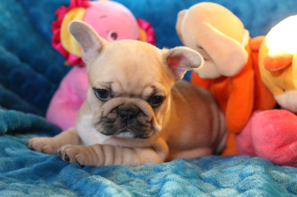 Chiot Ivan et Indy