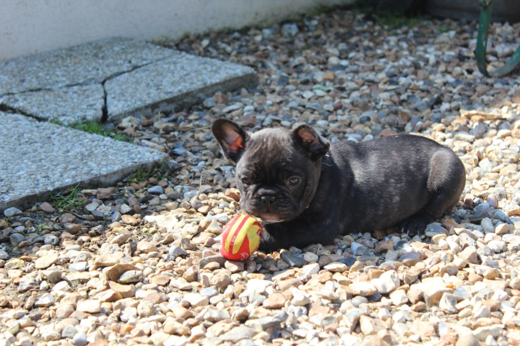 chiot faustine