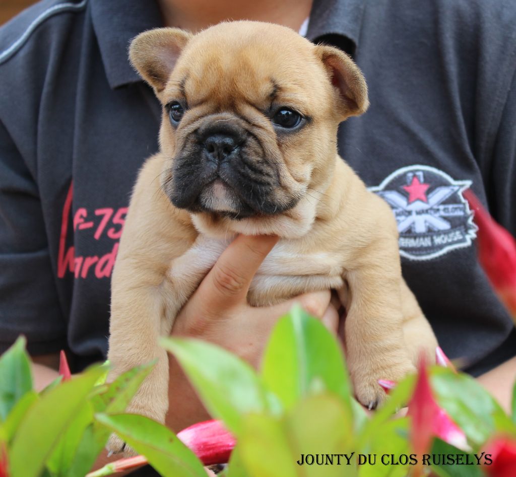 chiot Indy et Excalibur